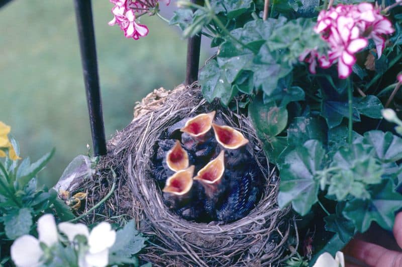 Vogelnest auf Balkon