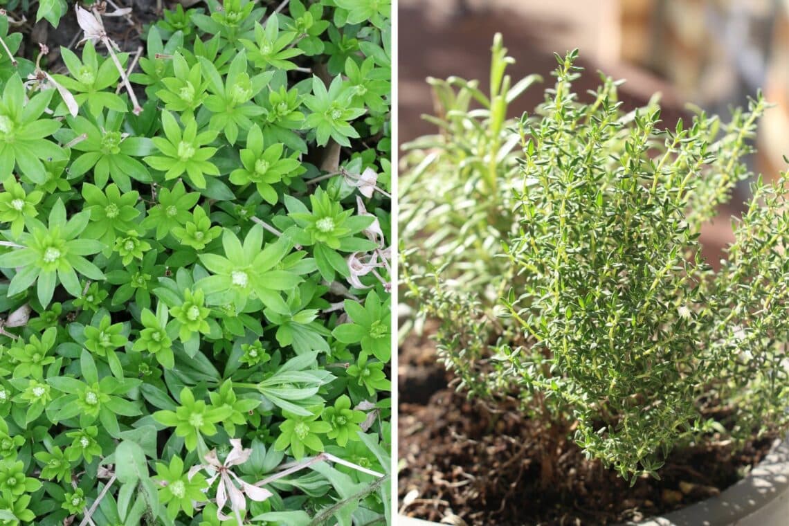 Waldmeister (Galium odoratum) und Thymian (Thymus vulgaris)