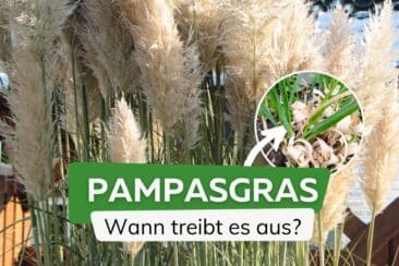 Wann treibt Pampasgras aus