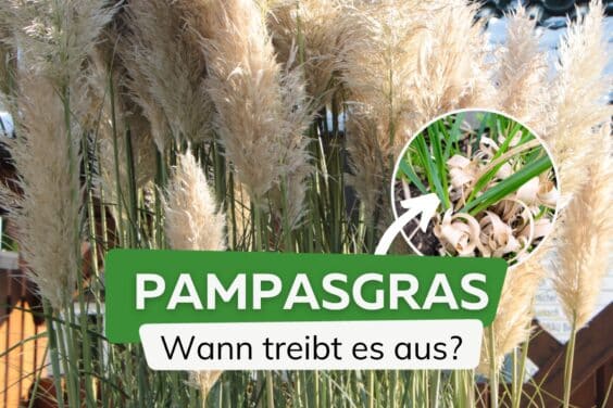 Wann treibt Pampasgras aus