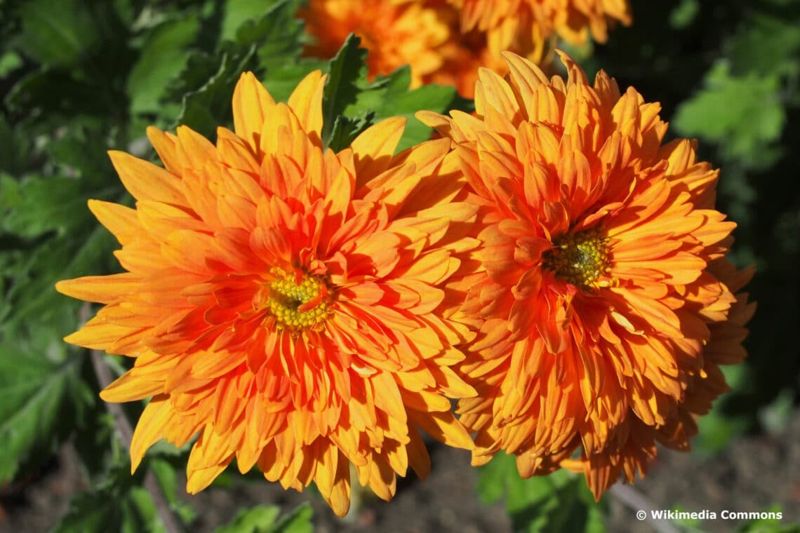 Winteraster (Chrysanthemum x grandiflorum) 'Mandarine'