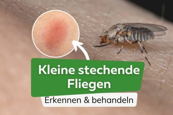 Winzige kleine Fliegen die stechen