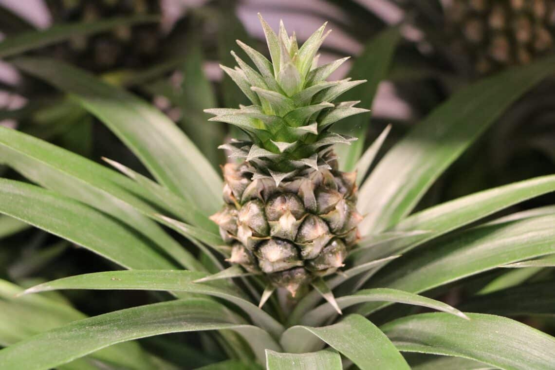 Frucht der Zierananas (Ananas comosus)