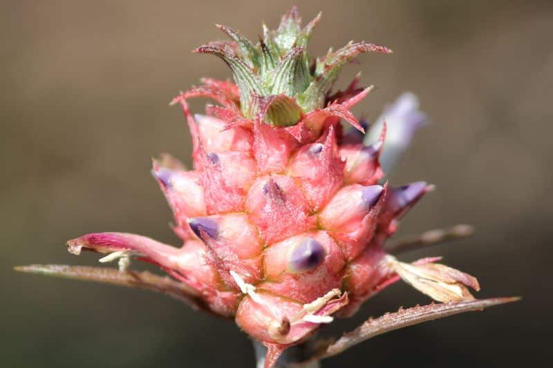 Frucht der Zierananas