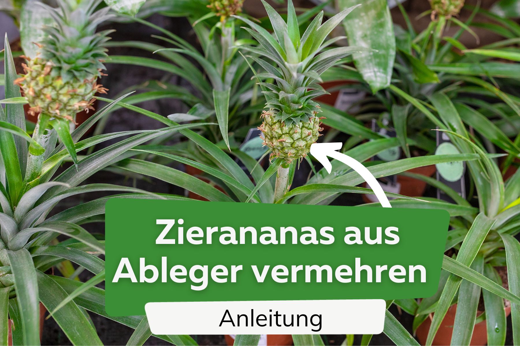 Zierananas aus Ableger vermehren Titel