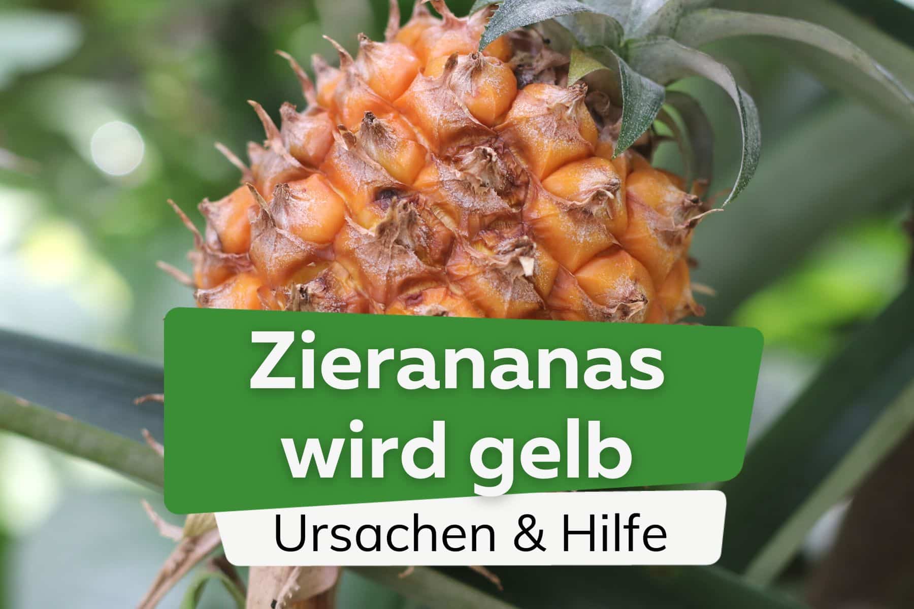 Frucht der Zierananas wird gelb