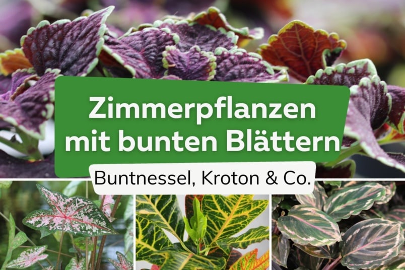 Zimmerpflanzen mit bunten Blättern