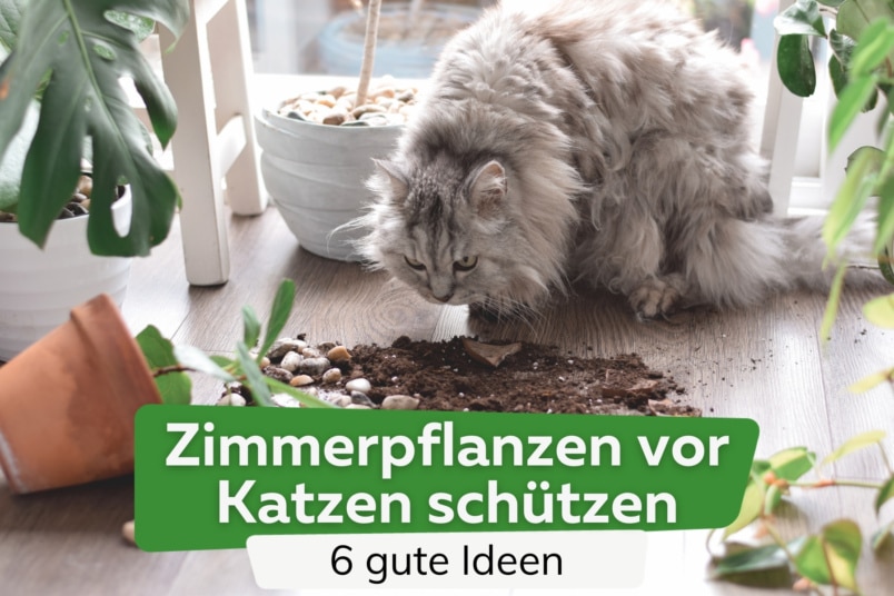 Zimmerpflanzen vor Katzen schützen