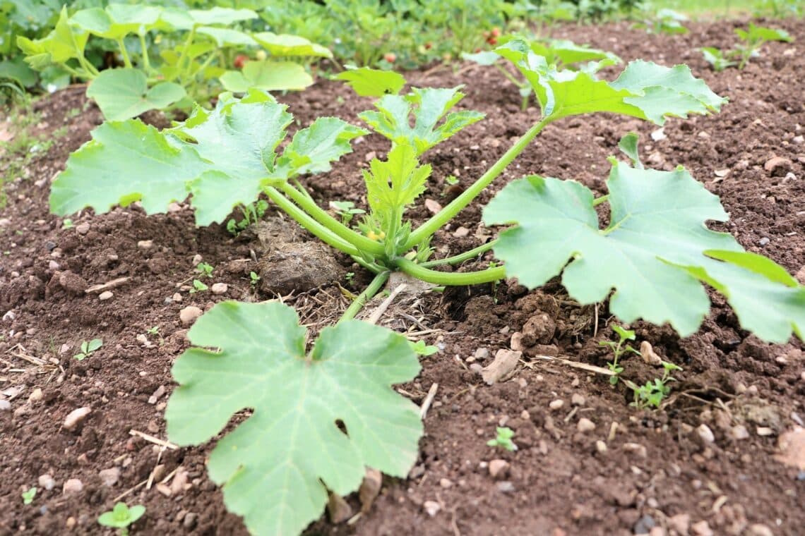 Zucchini im Beet