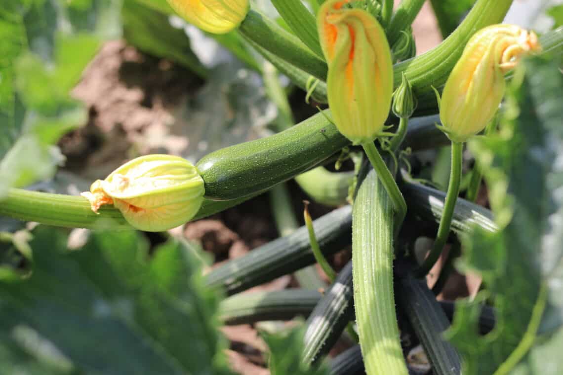 Männliche Zucchiniblüten (rechts) und weibliche Zucchiniblüte (links)