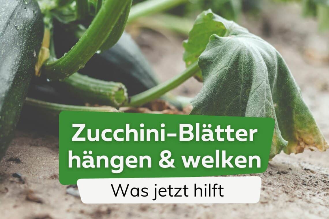 Zucchini-Blätter hängen und welken