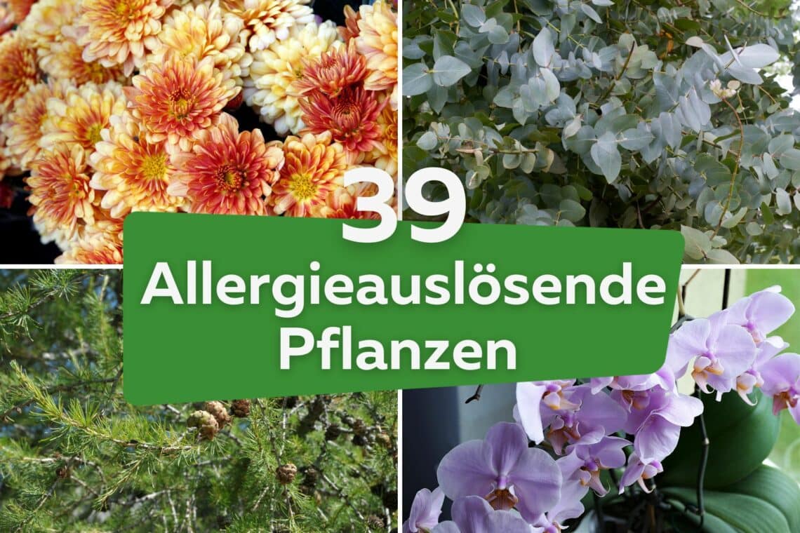 39 Allergieauslösende Pflanzen