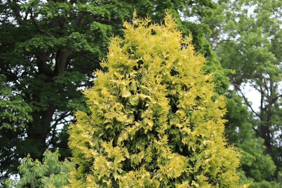 Abendländischer Lebensbaum (Thuja occidentalis)