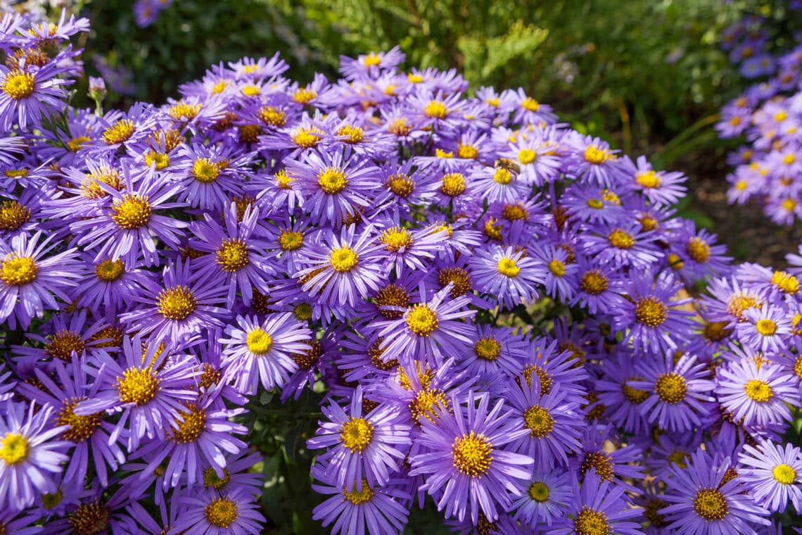 Alpen-Aster (Aster alpinus)