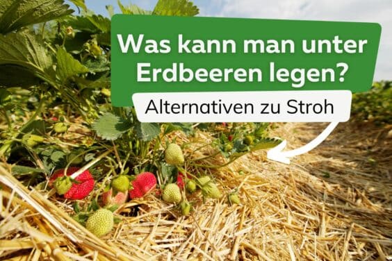 Alternativen zu Stroh was legt man unter Erdbeeren Titel