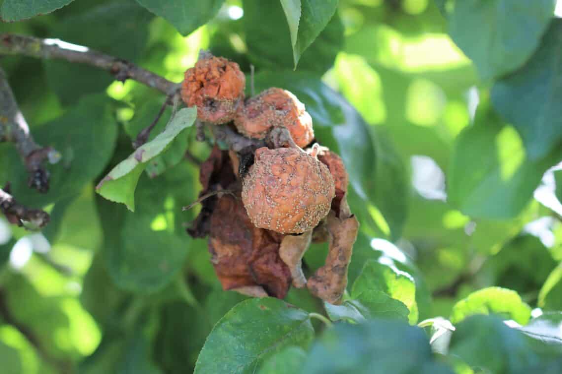 Fruchtfäule am Apfelbaum