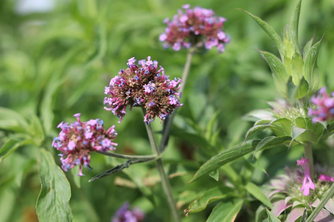 Argentinisches Eisenkraut (Verbena bonariensis)