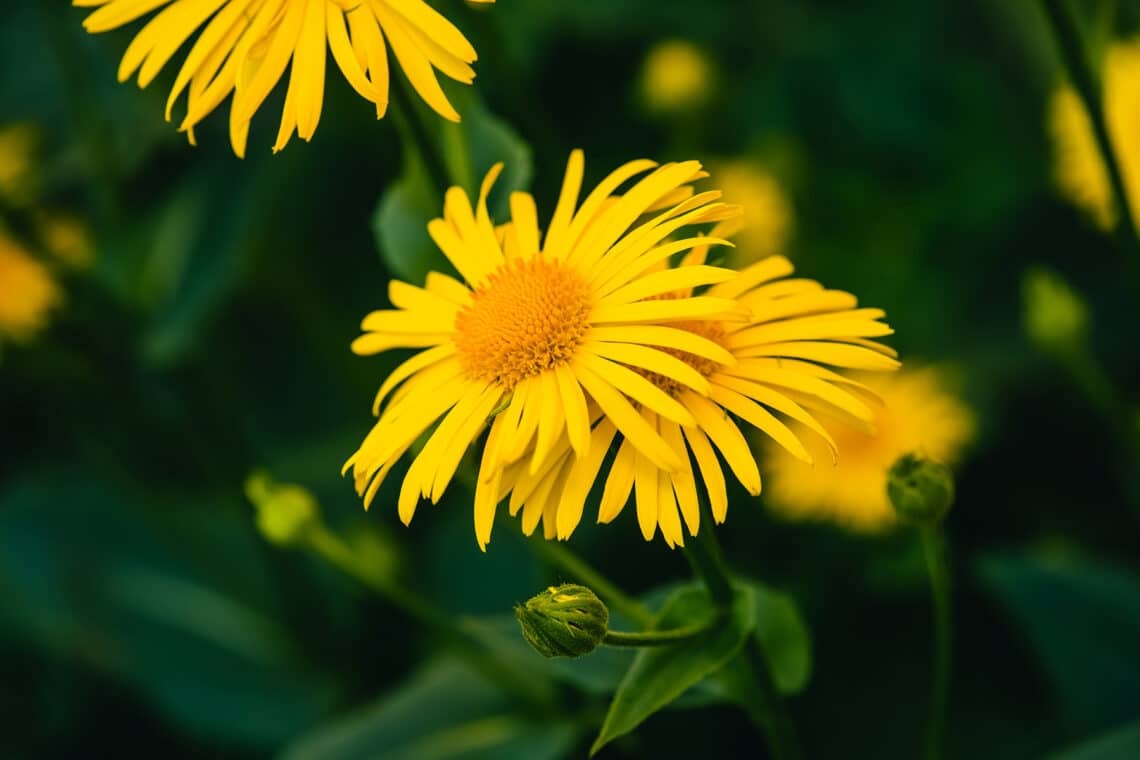 Arnika (Arnica montana)