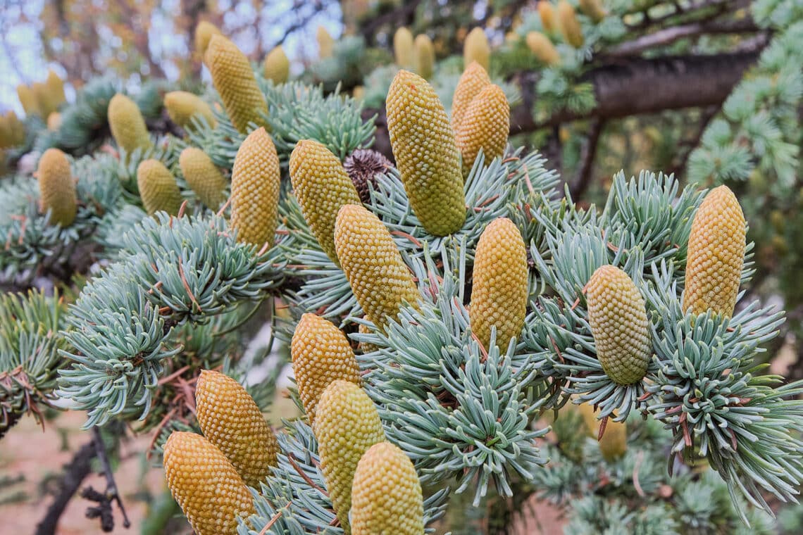 Atlaszeder "Saphire Nymph"  (Cedrus atlantica)