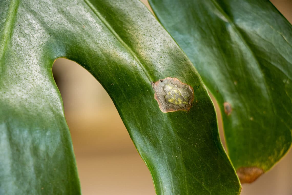 Augenfleckenkrankheit an einer Monstera