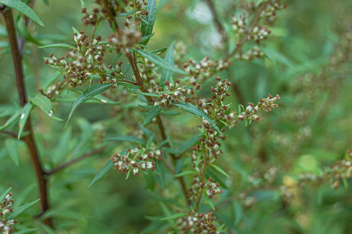 Beifuß (Artemisia vulgaris)