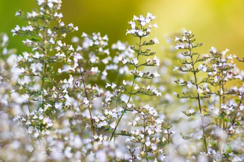 Bergminze (Calamintha nepeta)