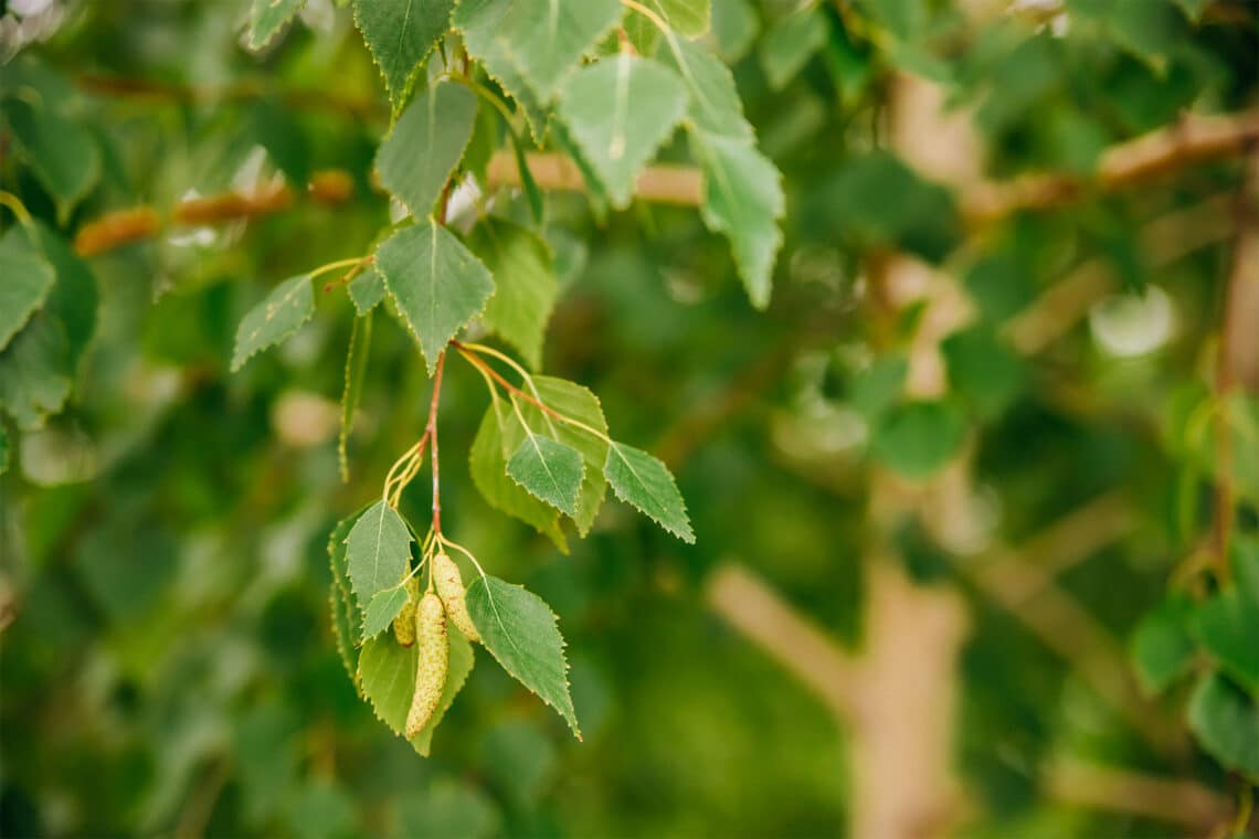 Birken (Betula)