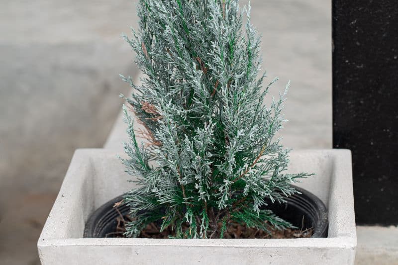 Blaue Zwergzypresse "Baby Blue"  (Chamaecyparis pisifera)