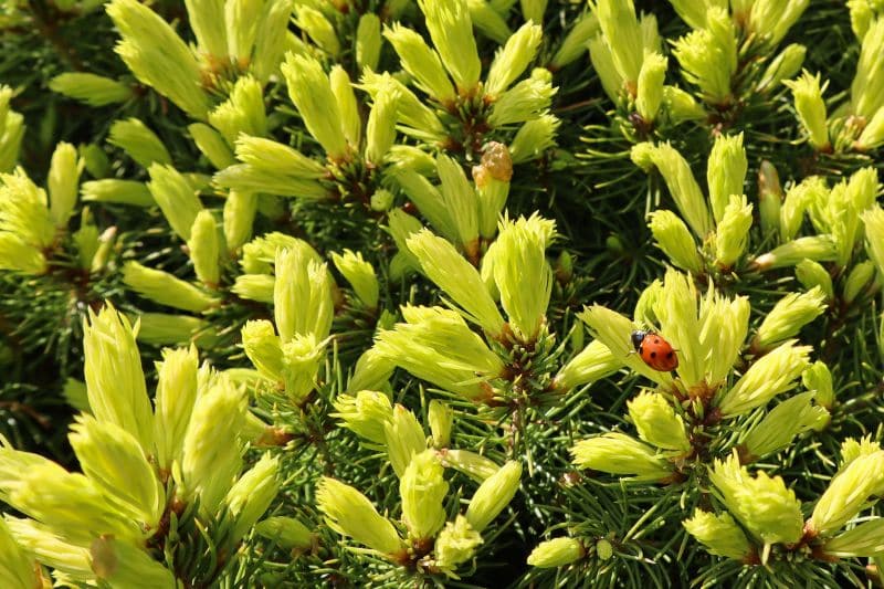 Blaufichte "Starlight"  (Picea glauca)