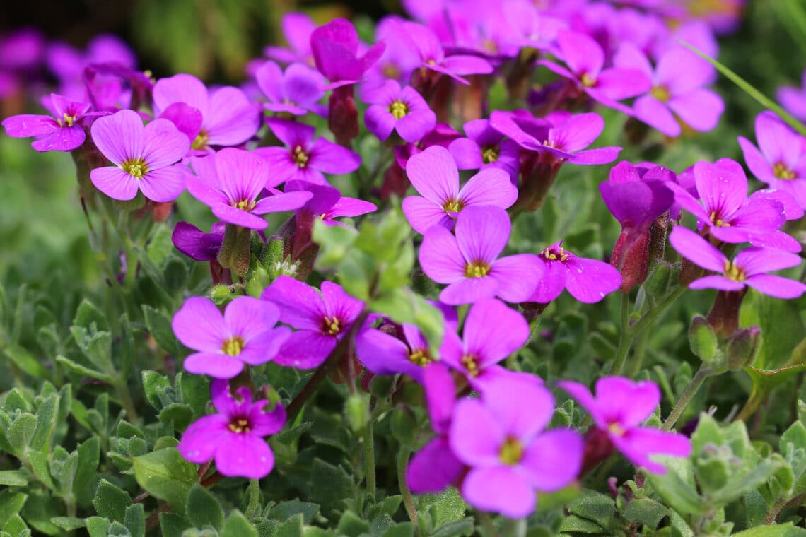 Blaukissen (Aubrieta x cultorum)