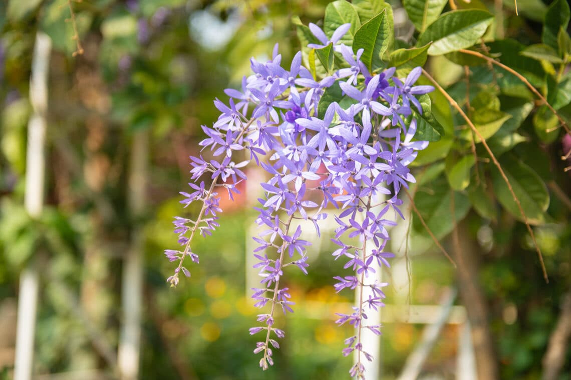 Blauraute (Perovskia atriplicifolia)