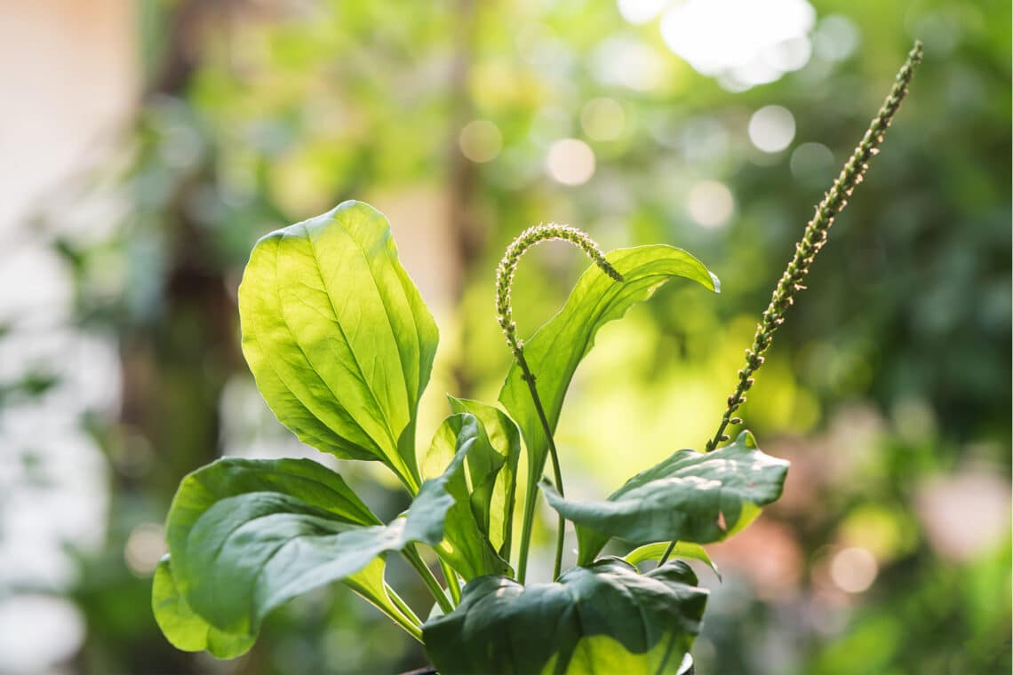 Breitwegerich (Plantago major)