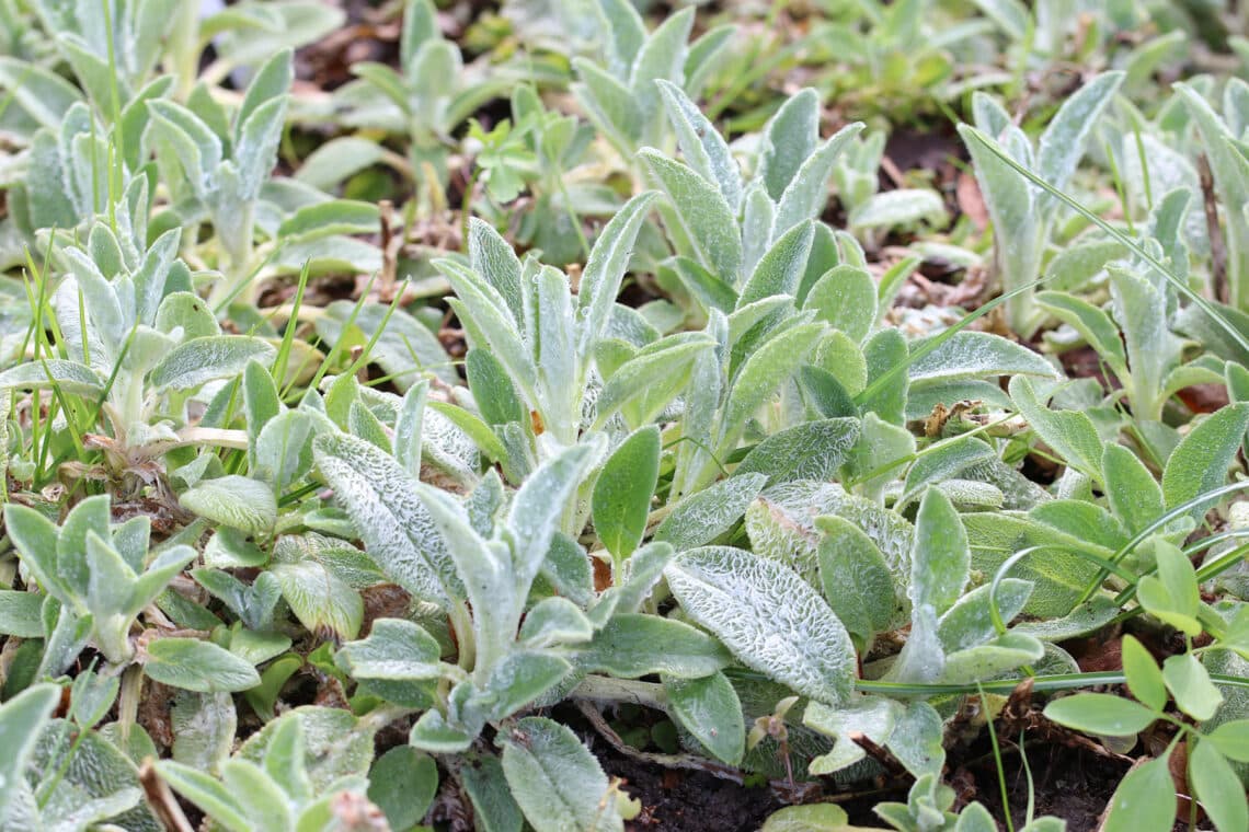 Byzantinischer Wollziest (Stachys byzantina)