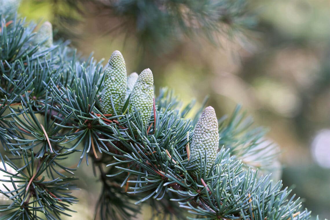 Himalaya-Zeder (Cedrus deodara)