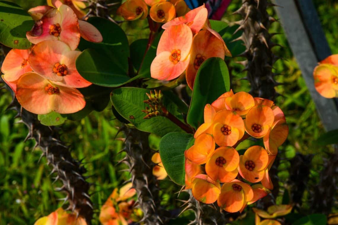 Christusdorn (Euphorbia milii)