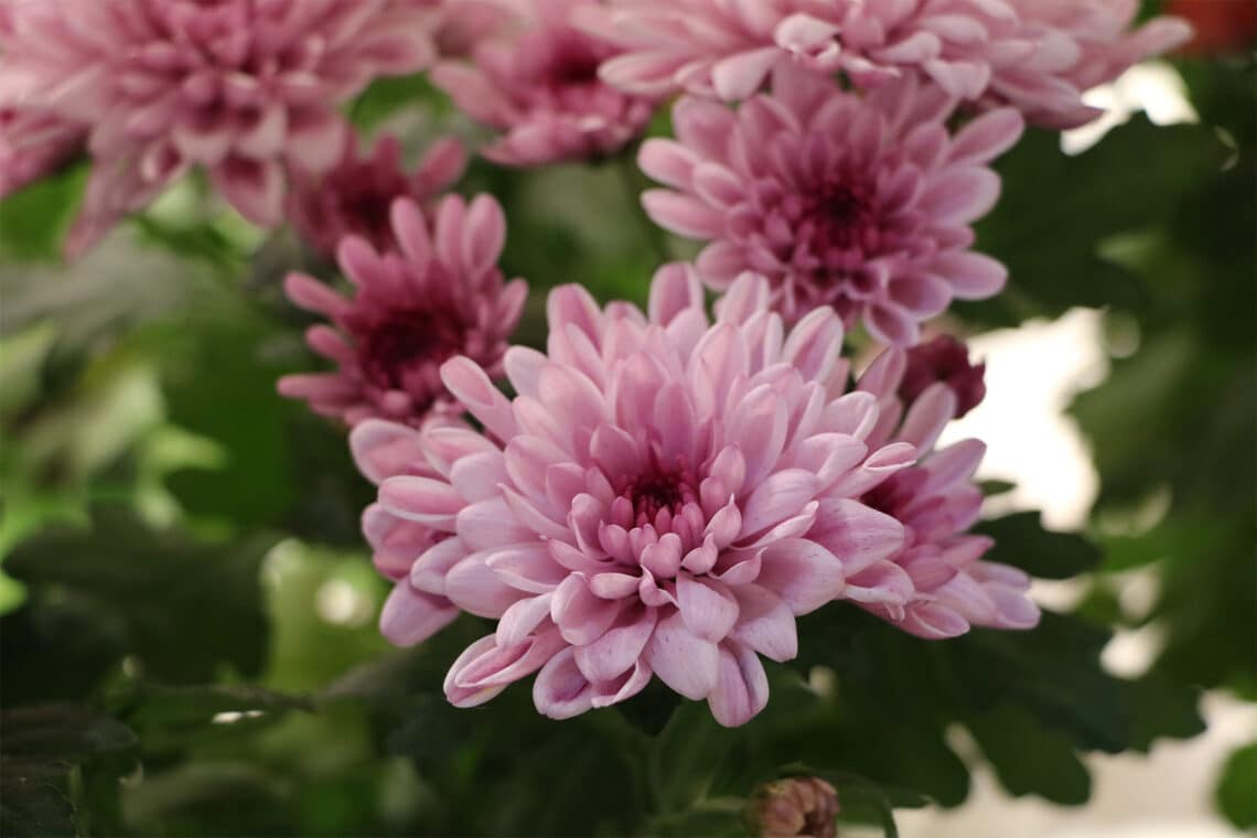 Chrysanthemen (Chrysanthemum)