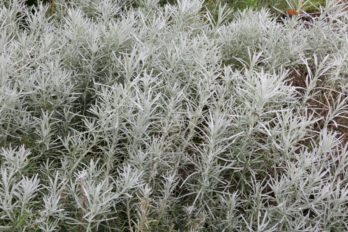 Currykraut (Helichrysum italicum)