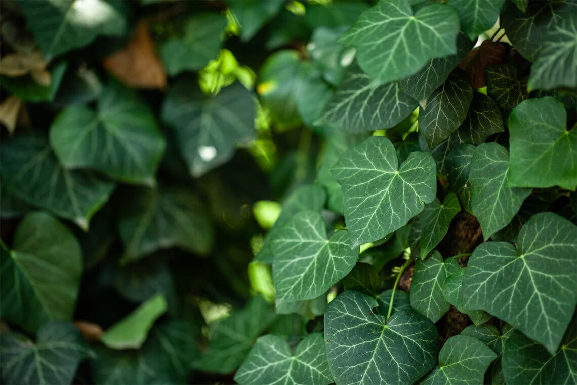 Efeu (Hedera helix)