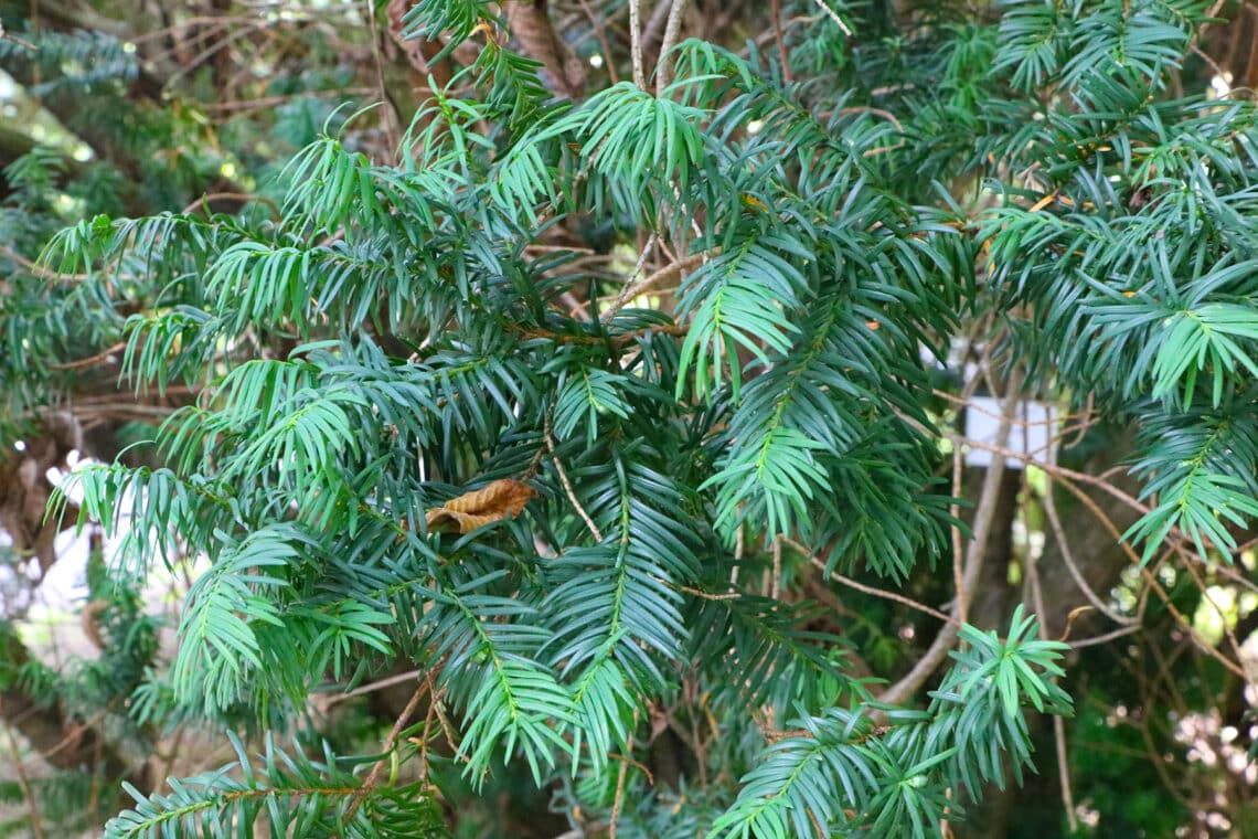 Eibe "David"  (Taxus baccata)