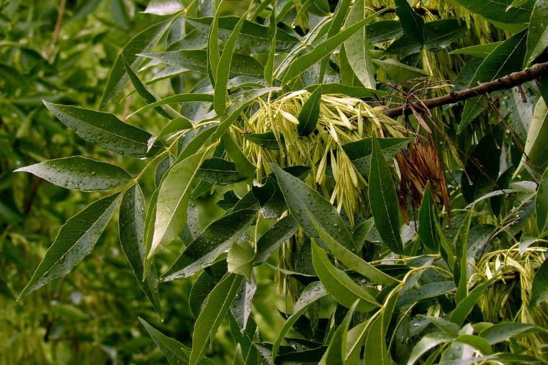 Eschen (Fraxinus)