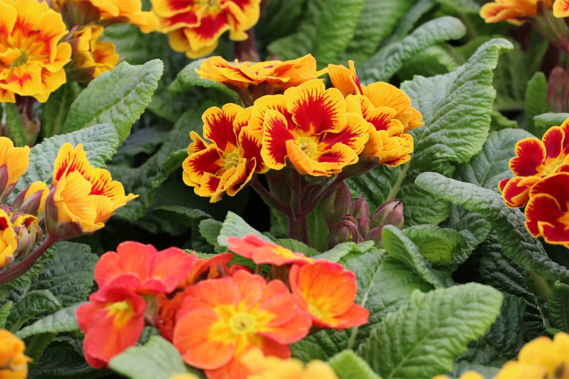 Etagen Primel (Primula)