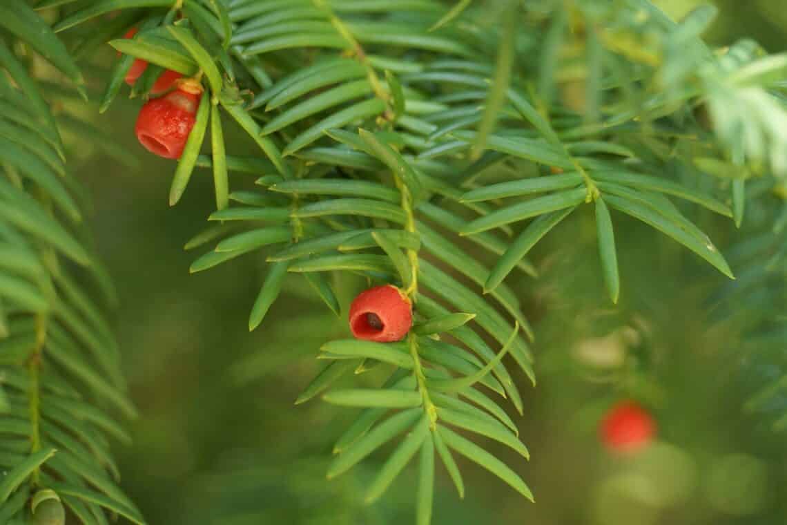 Europäische Eibe (Taxus baccata)