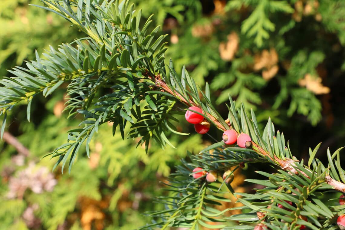 Europäische Eibe (Taxus baccata)