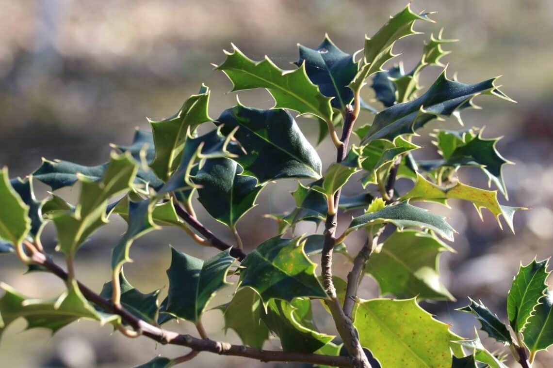 Europäische Stechpalme (Ilex aquifolium)