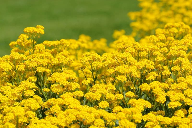 Felsen-Steinkresse (Aurinia saxatilis)