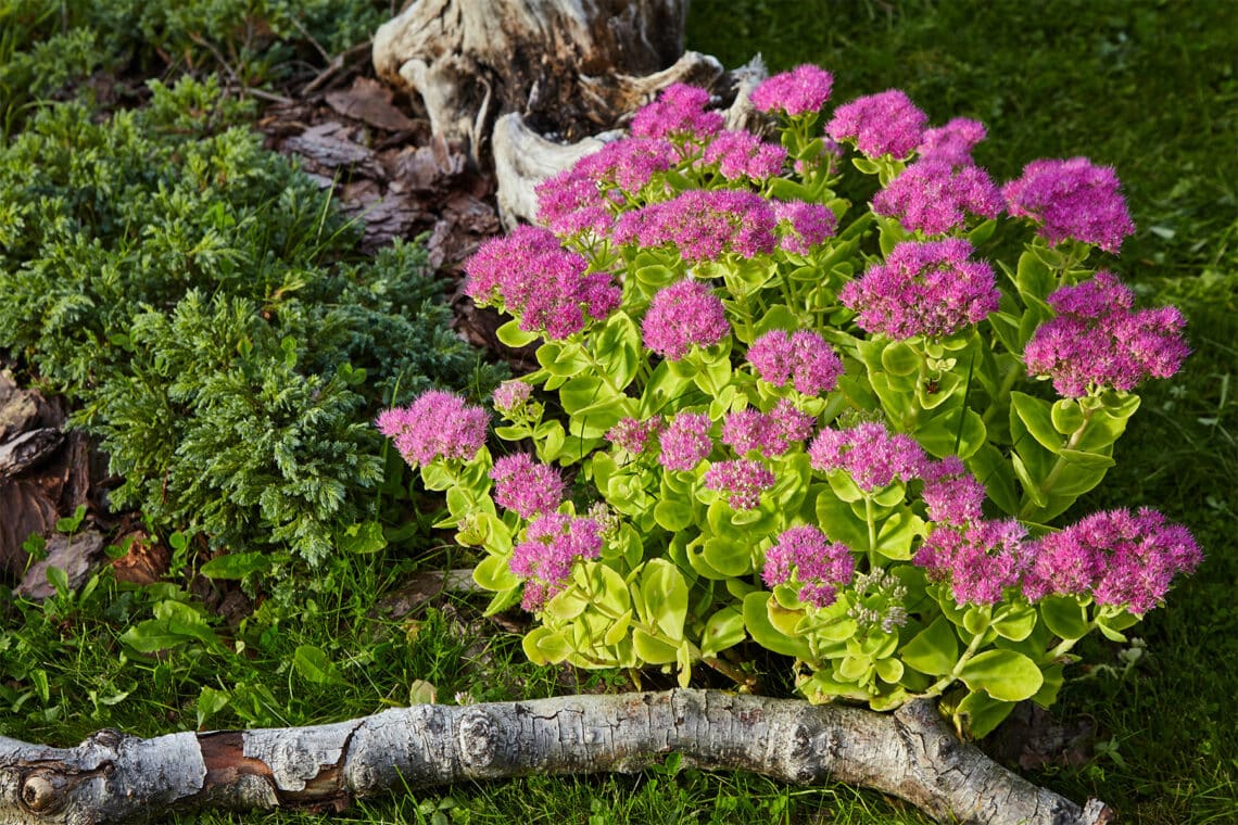 Fette Henne (Sedum spectabile)