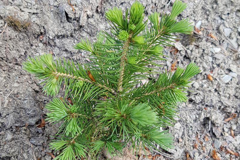 Fichte "Farnsburg" (Picea abies)