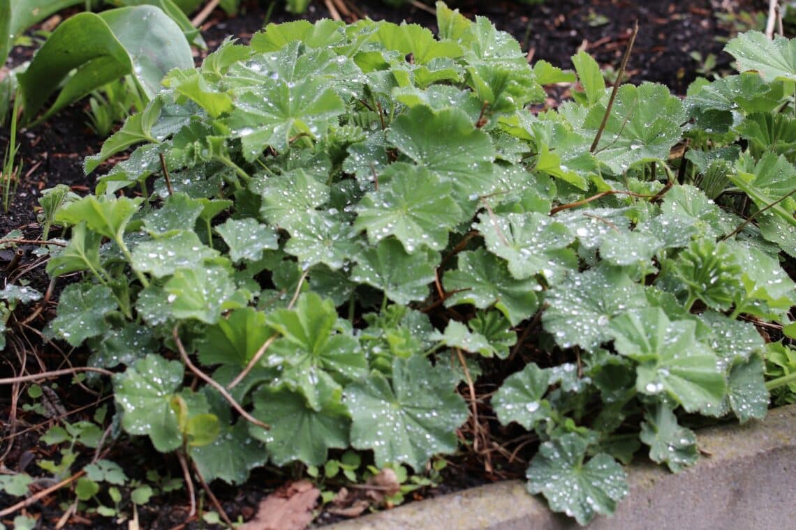 Frauenmantel (Alchemilla)