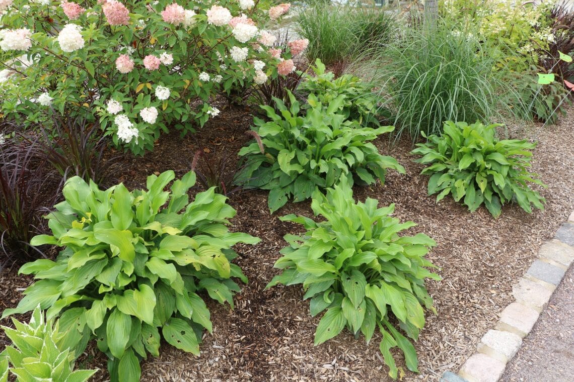 Funkien (Hosta)