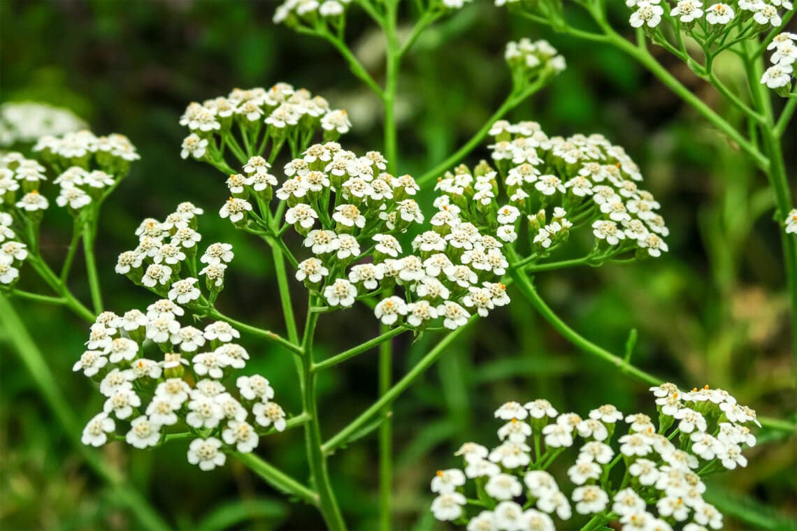 Gemeine Schafgarbe (Achillea millefolium)